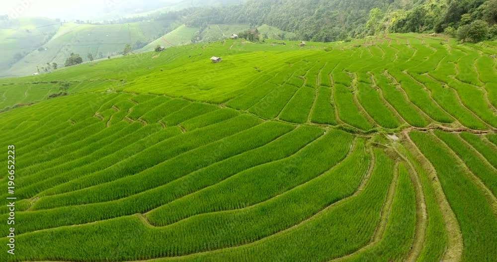 Super Asian Rice Field Asian rice field terrace on mountain side, lush agriculture land. Rice ...