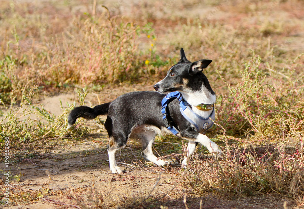 Black and white dog walks on dry grass. A cute puppy runs down the street in the autumn. Training of a pet on a glade in the park. Horizontal image.