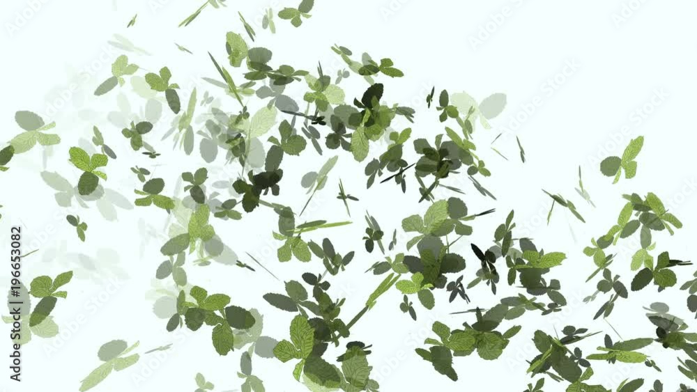 Animation of fresh green mint leaves flying in the wind as concept of freshness, aroma, natural care and organic idea. White background. Animation of fresh green mint leaves flying in the wind as concept of freshness, aroma, natural care and organic idea. White background.