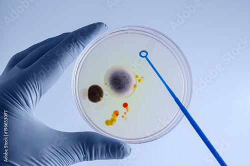 Canvas Print hands of the laboratory technician collecting a sample from a petri dish / Hands