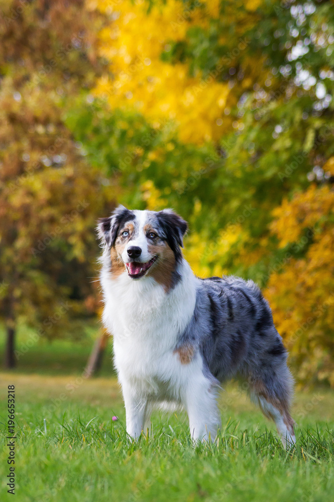 Australian shepherd dog outside in beautiful colorful autumn.