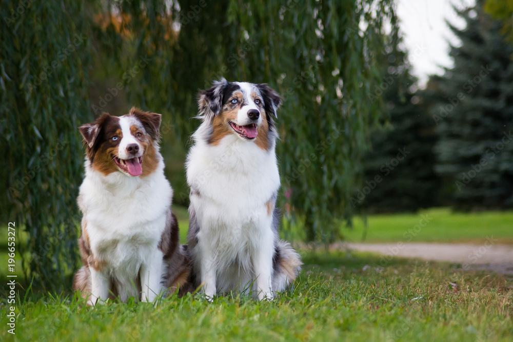 Australian shepherd dog outside in beautiful colorful autumn.