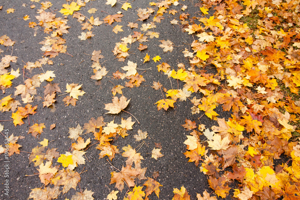 Red, yellow and orange autumn leaves fall on asphalt background. Red, yellow and orange autumn leaves fall on asphalt background.