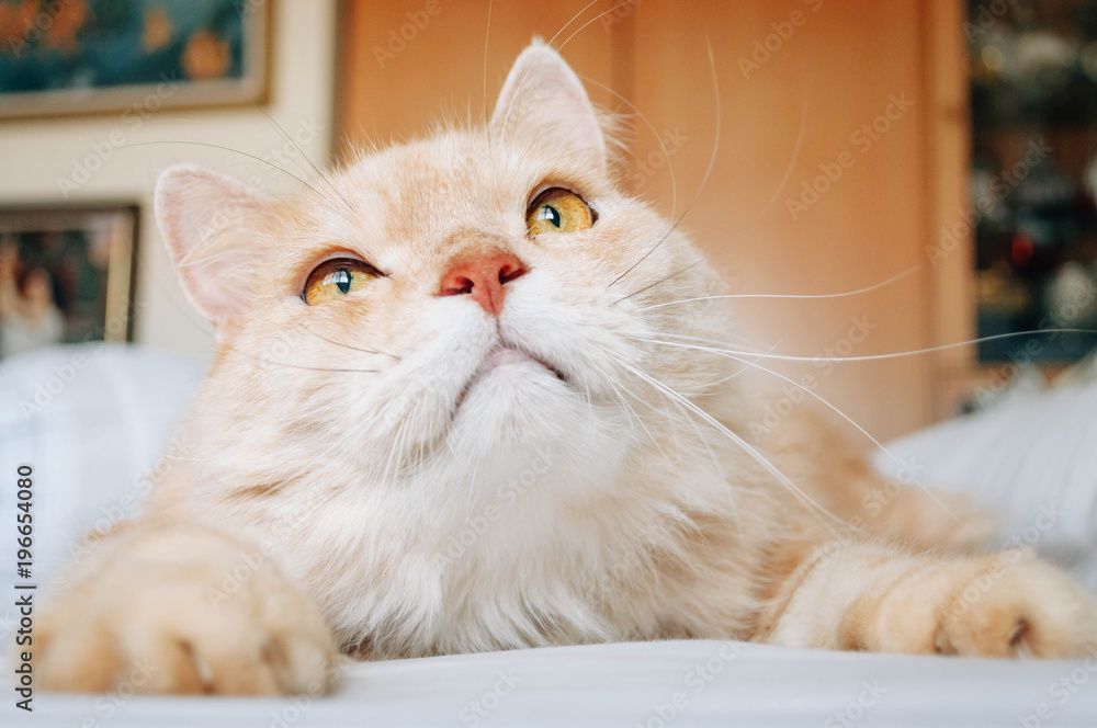 Obraz premium Cat is looking something