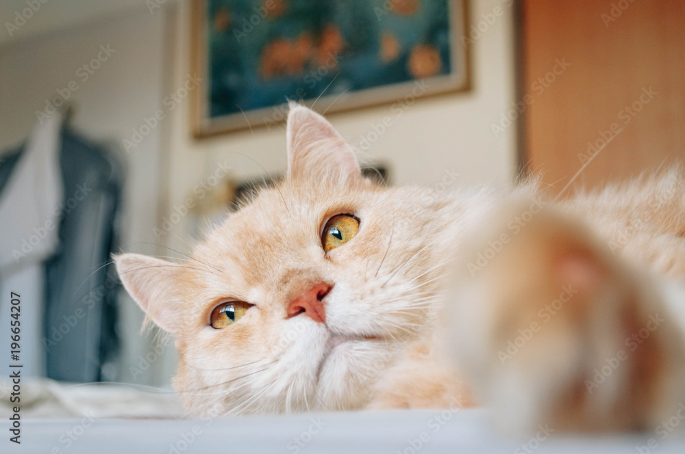 Obraz premium Cat is looking something