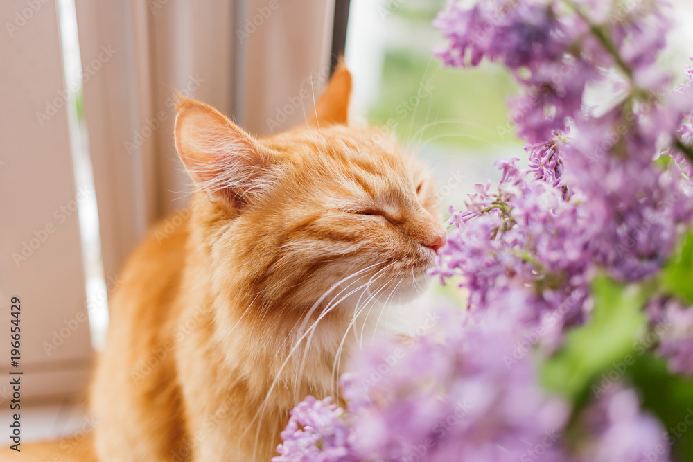 Fototapeta premium Ładny kot imbir pachnący bukiet kwiatów bzu. Puszyste zwierzę marszczy brwi z przyjemnością. Przytulny wiosenny poranek w domu.