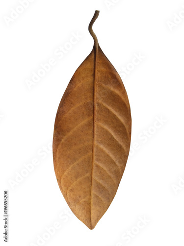 Dry jackfruit leaf isolated on white background, Clipping path in side