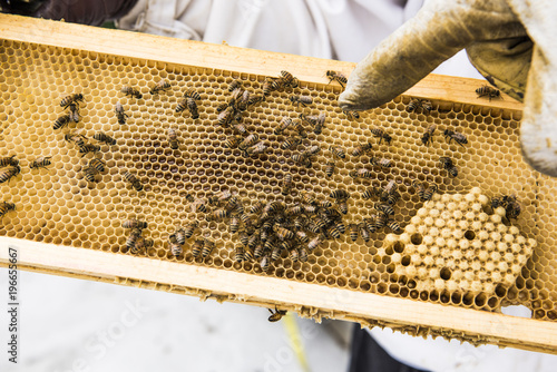 Urban Beekeeper inspecting a hive.
