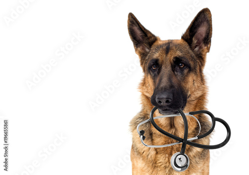 Fototapeta Naklejka Na Ścianę i Meble -  dog veterinarian and stethoscope