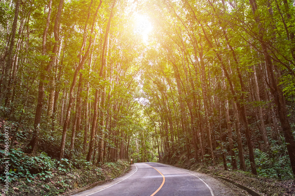 Obraz premium Beautiful scenic road through the forest