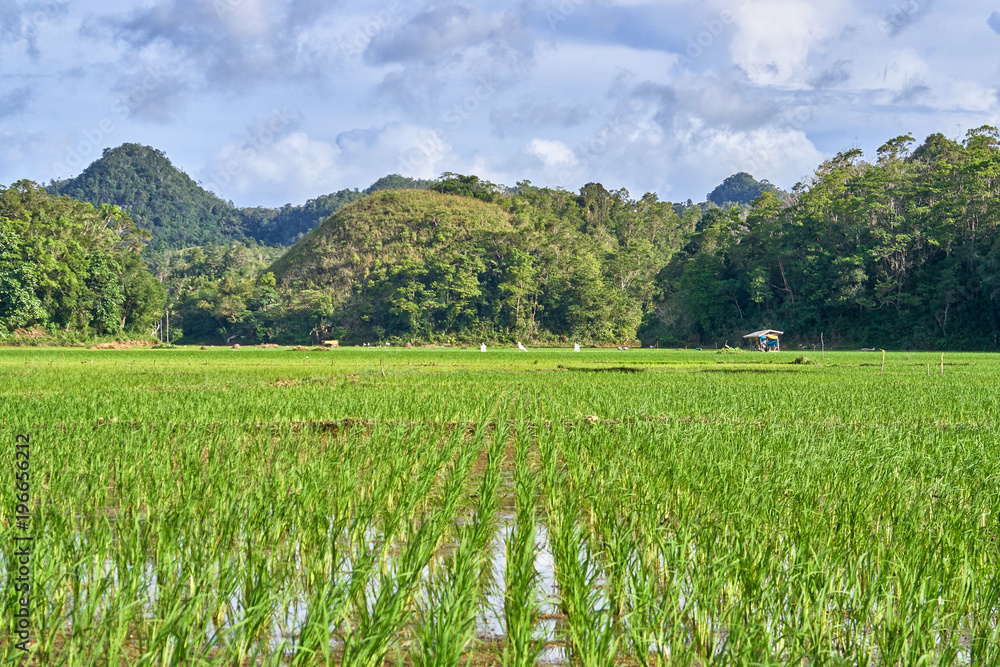 Beautiful scenic view on rice fields, Bohol Island, Philippines Beautiful scenic view on rice fields, Bohol Island, Philippines