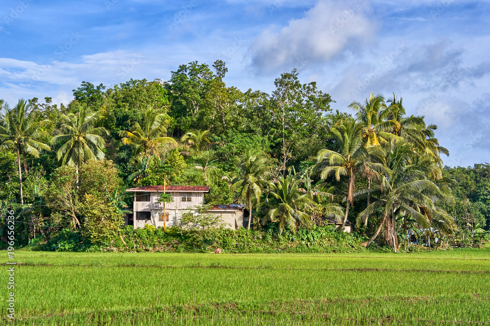 Beautiful scenic view on rice fields, Bohol Island, Philippines Beautiful scenic view on rice fields, Bohol Island, Philippines