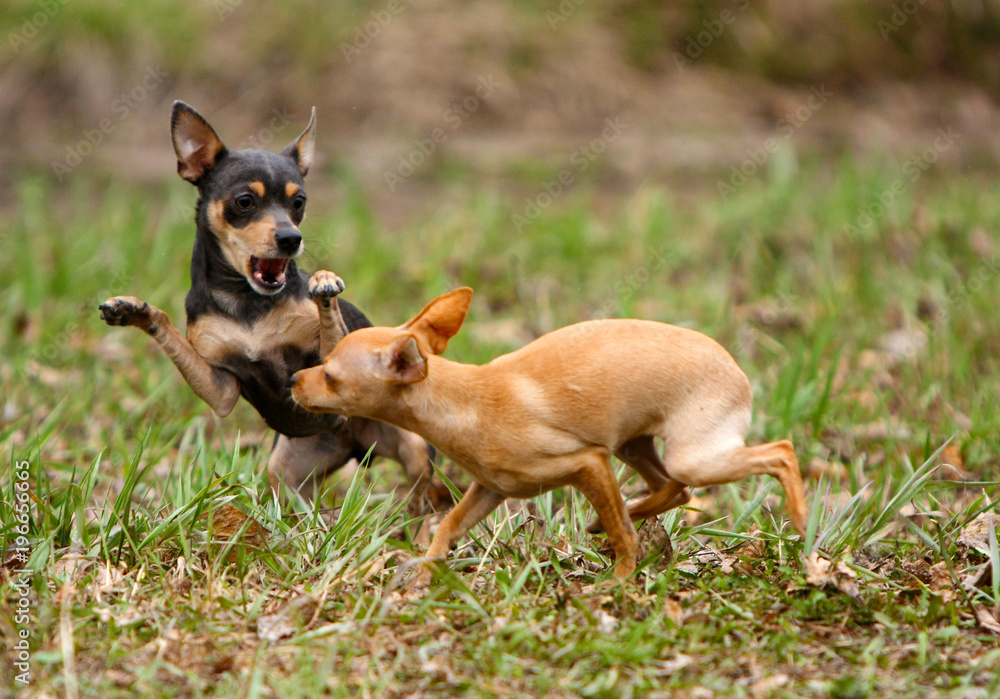 Two small dogs bite each other in the autumn clearing. Lovely puppies are playing outside. The concept of active recreation of domestic animals in nature. Russian Toy Terrier. Horizontal image. Two small dogs bite each other in the autumn clearing. Lovely puppies are playing outside. The concept of active recreation of domestic animals in nature. Russian Toy Terrier. Horizontal image.