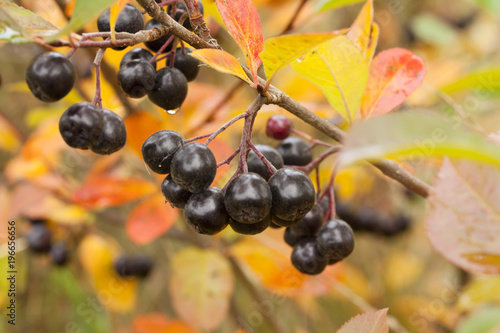 Black chokeberry Aronia melanocarpa fruit in the autumn garden. Close-up.