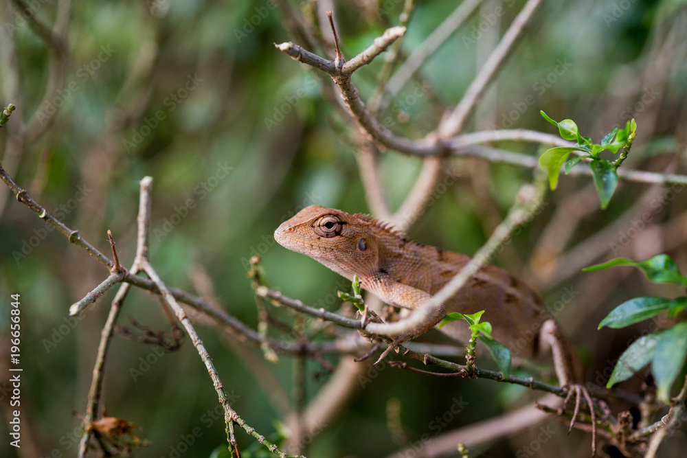 closeup of chameleon lizard in nature. closeup of chameleon lizard in nature.