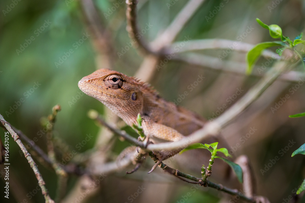 closeup of chameleon lizard in nature. closeup of chameleon lizard in nature.