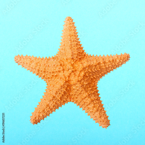 The Caribbean starfish ( Oreaster reticulatus ). Sea life isolated on blue background.
