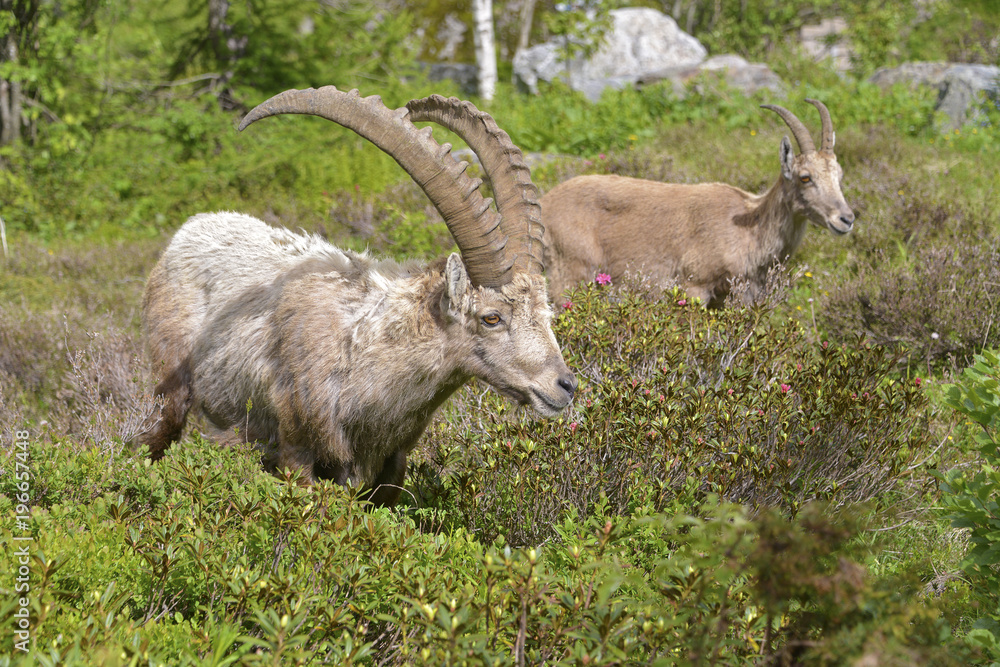 Male and female Alpine ibex (Capra ibex) in the mountains of the Alps from around chamonix-Mont-blanc in France