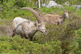 Male and female Alpine ibex (Capra ibex) in the mountains of the Alps from around chamonix-Mont-blanc in France