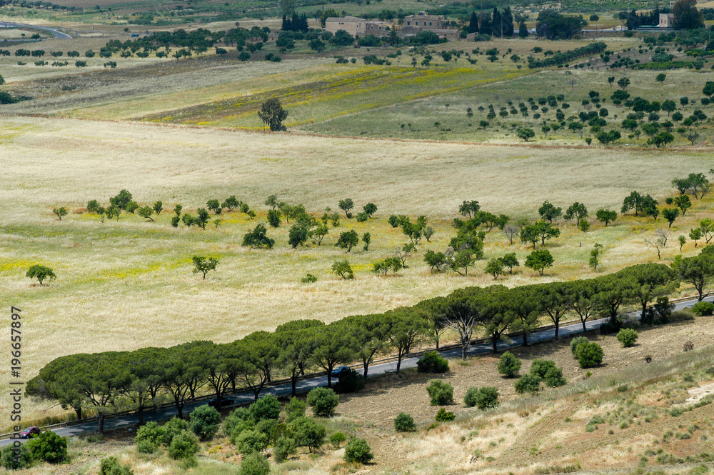 Zypressen im Tal der Tempel von Agrigento