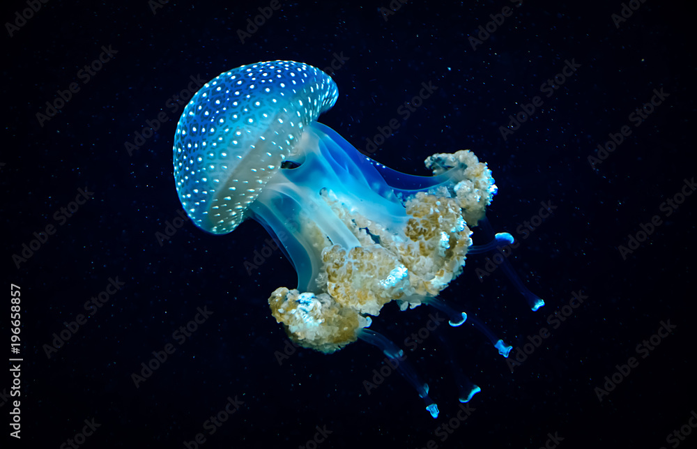 Naklejka premium Przezroczyste niebieskie meduzy w wodzie