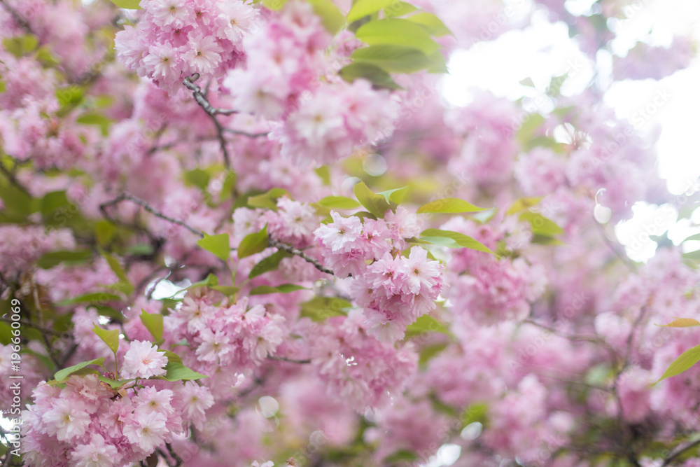 Beautiful flowering sakura tree. Springtime outdoor scene
Beautiful flowering sakura tree. Springtime outdoor scene