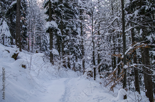 Zimowy bieszczadzki las 