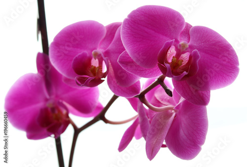 Beautiful tropical pink orchid phalaenopsis isolated on a white background.