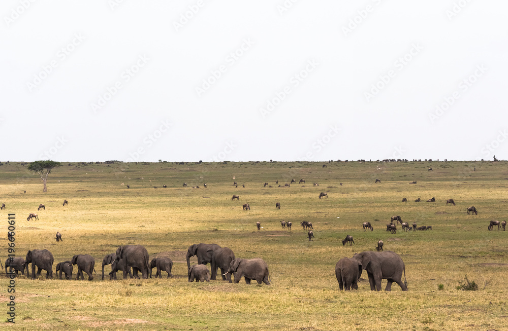 Savannah with large and small herbivores. Elephant family in the savannah. Masai Mara, Kenya Savannah with large and small herbivores. Elephant family in the savannah. Masai Mara, Kenya