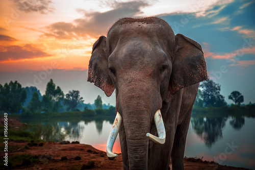 Thai elephant