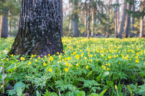 Many small yellow flowers in the spring forest.