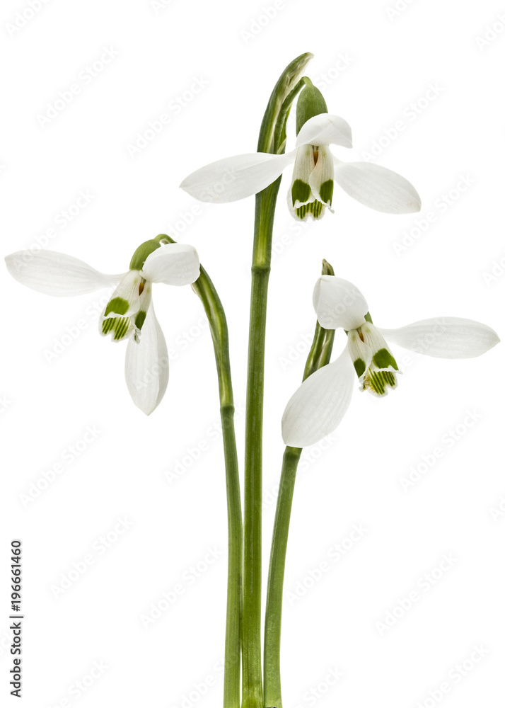 Three flower of snowdrop isolated on white background Three flower of snowdrop isolated on white background