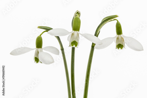 Three flower of snowdrop isolated on white background