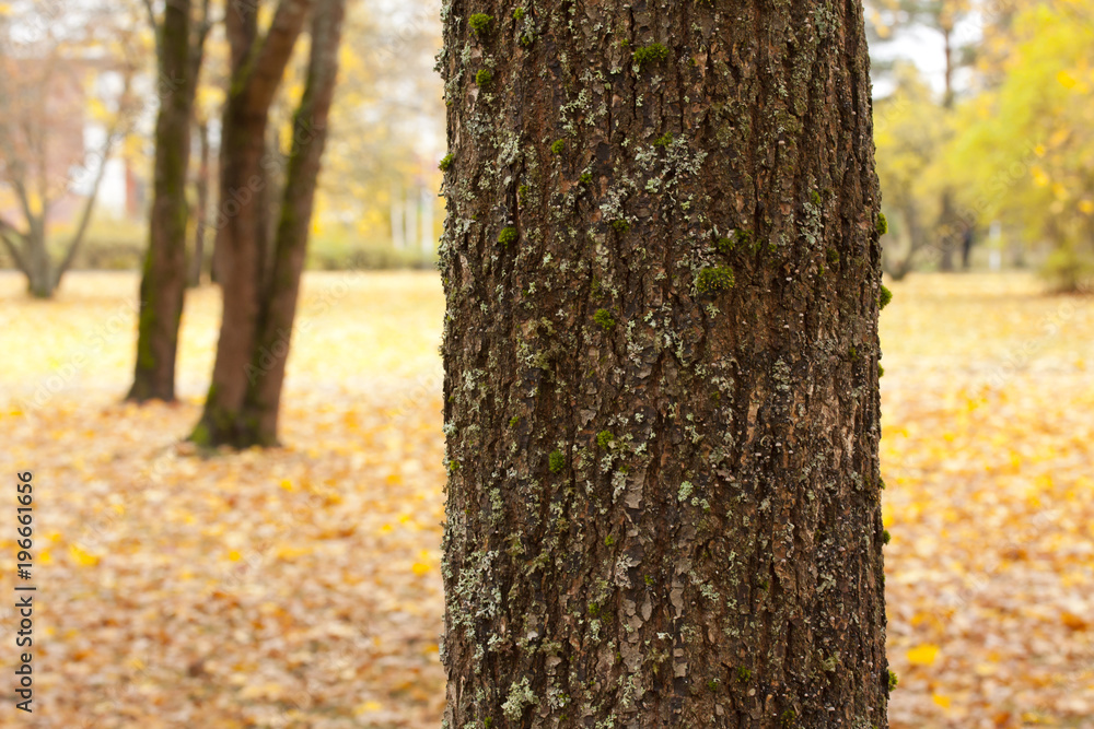 Beautiful autumn park with yellow maple leaves. Beautiful autumn park with yellow maple leaves.