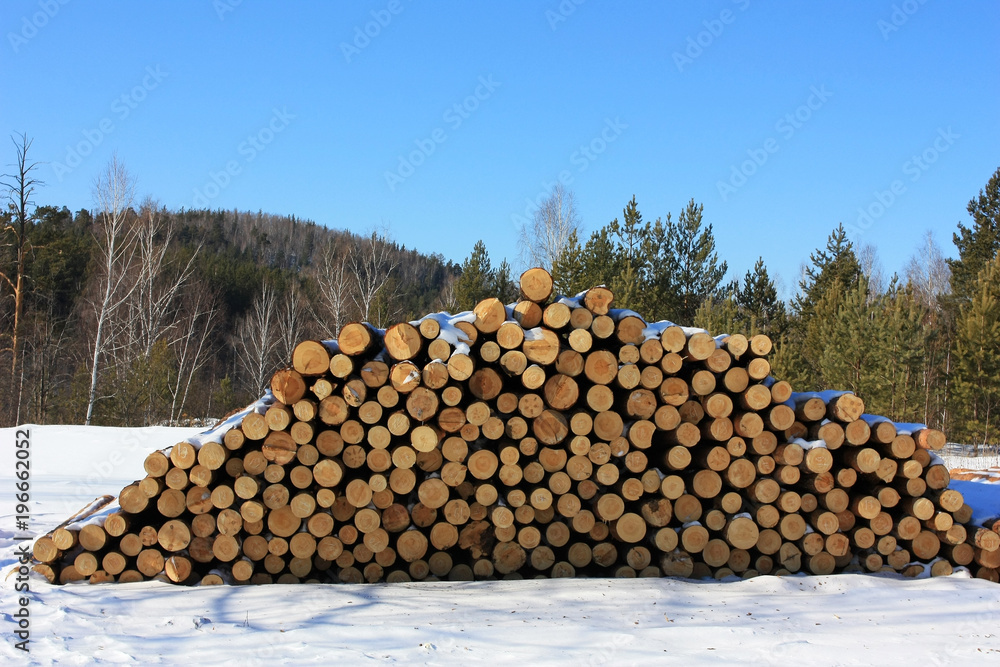 Cut logs in the clearing