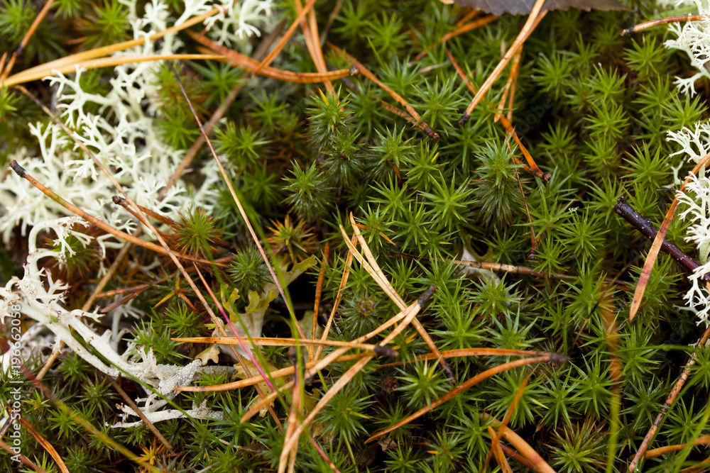 Natural Green Moss Closeup Background in autumn. Natural Green Moss Closeup Background in autumn.