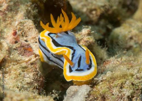 Macro of an anna`s  chromodoris nudibranch, chromodoris annae crawling on coral of Bali 
