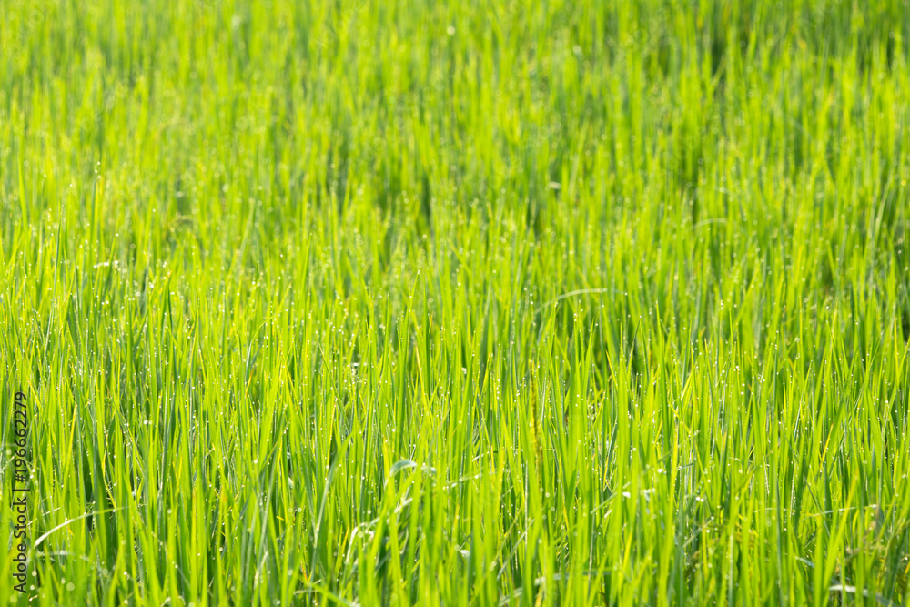 Obraz premium Rice field with dew drop