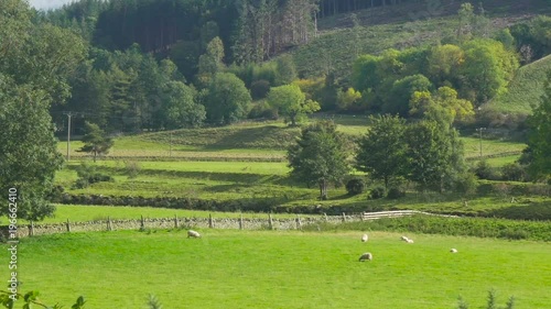 Sheeps in a Green Valley in the Scottish Borders