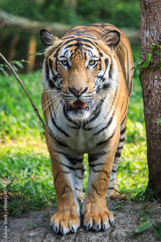 Asian- or bengal tiger standing in the forest