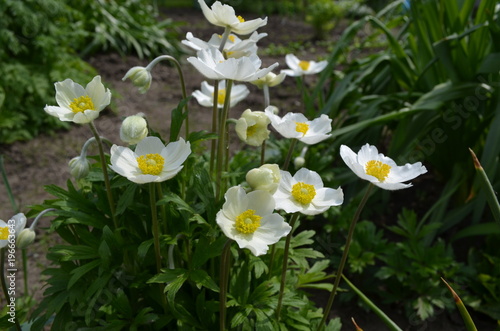 Zawilce ogrodowe, białe kwiaty, anemony photo