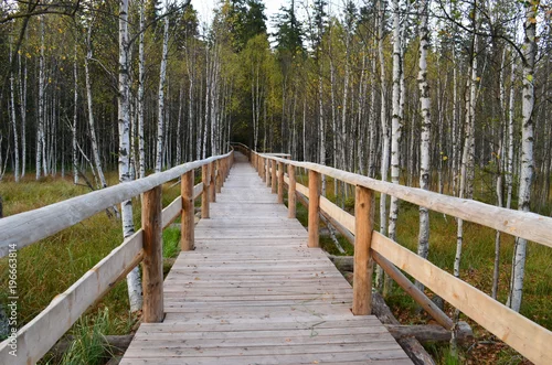 Obraz Drewniany pomost przez las, rezerwat torfowisko pod Zieleńcem, Polska