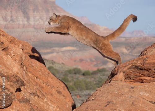 Photography A young cougar jumping from one red sandstone boulder to another with a southwes