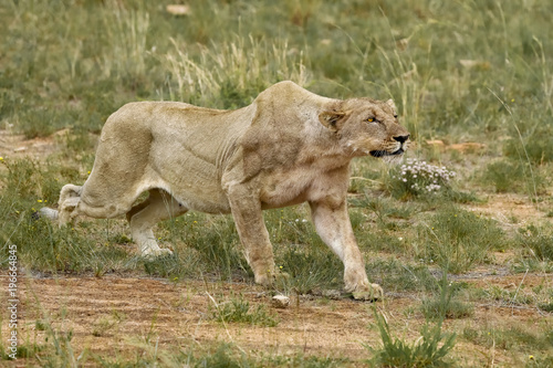 Fototapeta Naklejka Na Ścianę i Meble -  La chasse 