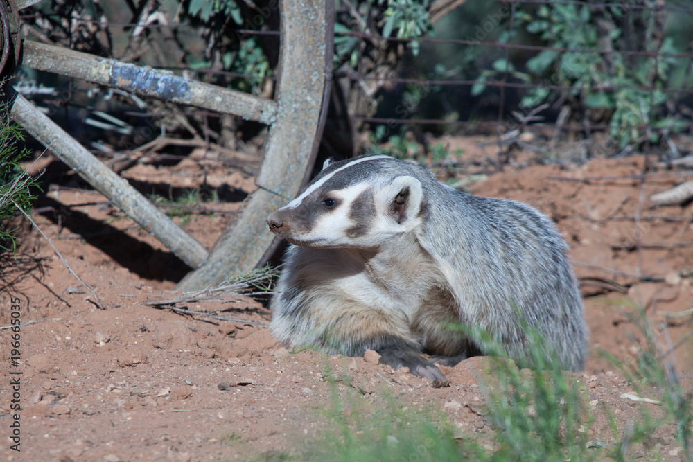 Naklejka premium Badger resting for a while after digging around an old rustic wagon wheel. One front foot is forward showing the long powerful claws she uses to dig.