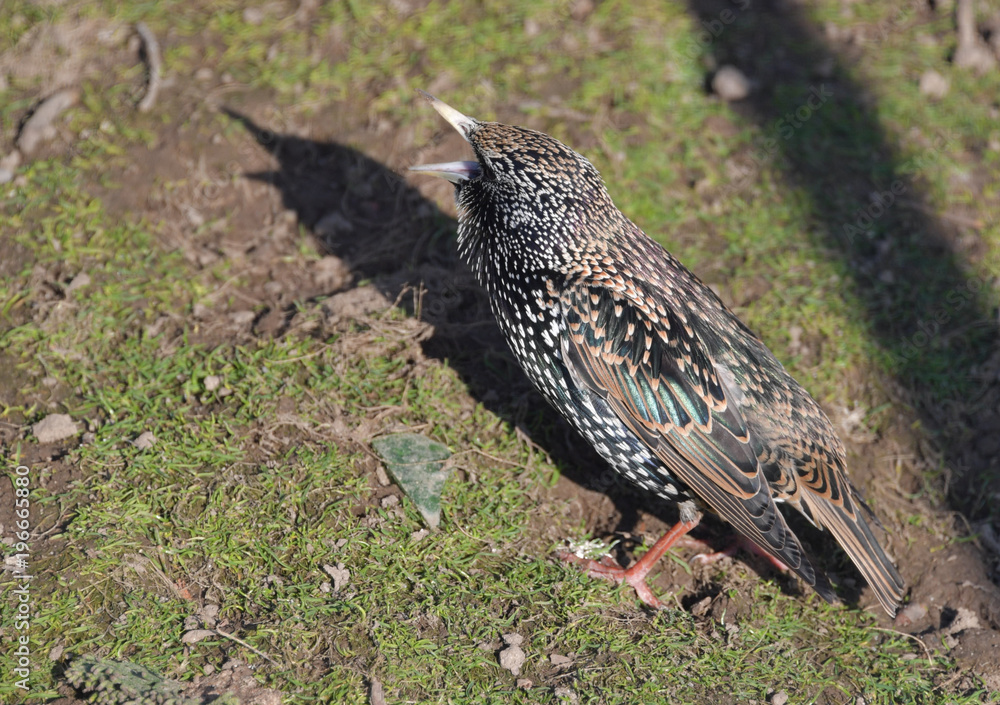 Fototapeta premium Star beim Balzen