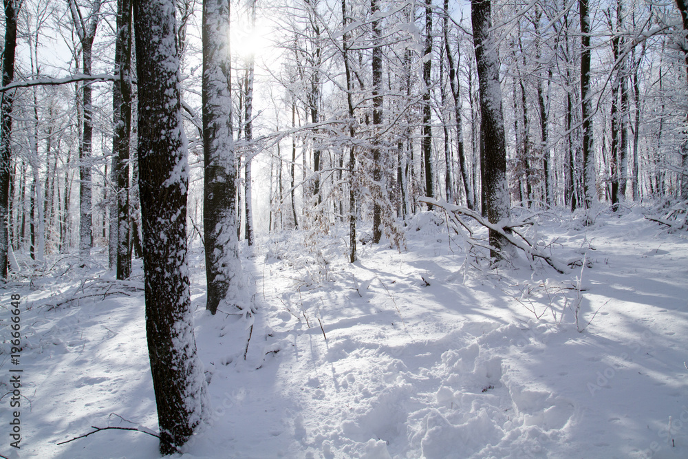 Frozen Forest 6 Frozen Forest 6