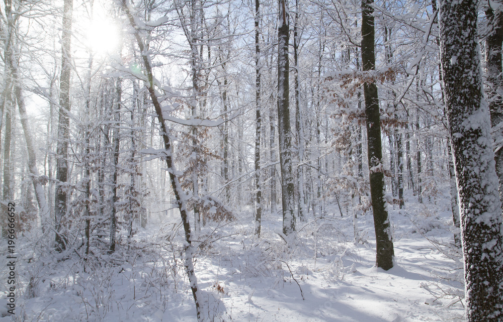 Frozen Forest 7 Frozen Forest 7