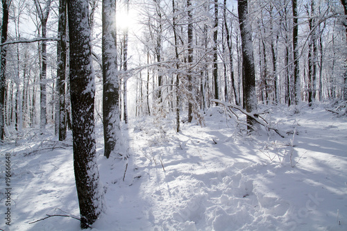 Frozen Forest 6