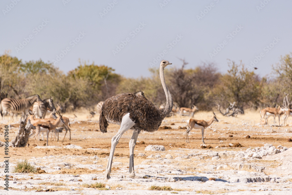Naklejka premium Female ostrich